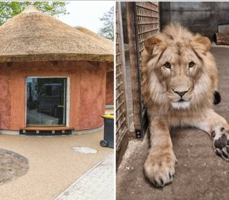 Młody król lew czeka na nowe mieszkanie we wrocławskim ZOO