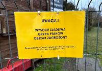 Ostrzeżenia przed ptasią grypą na ryneczku w Gorzowie. Co ze sprzedażą jaj i drobiu?