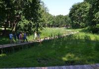 Park podworski w Wojanowie wart odwiedzenia - stare drzewa, pomost wśród szuwarów