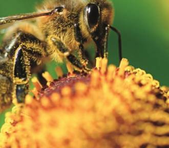 Wielki Dzień Pszczół. Bez tych owadów wyginiemy!