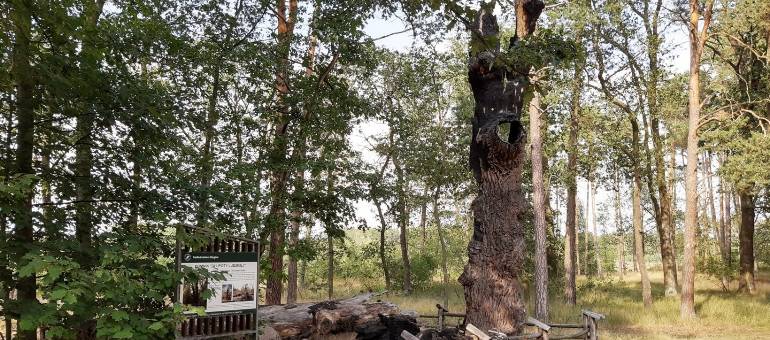 Zdjęcie artykułu z dnia 12-02-2026