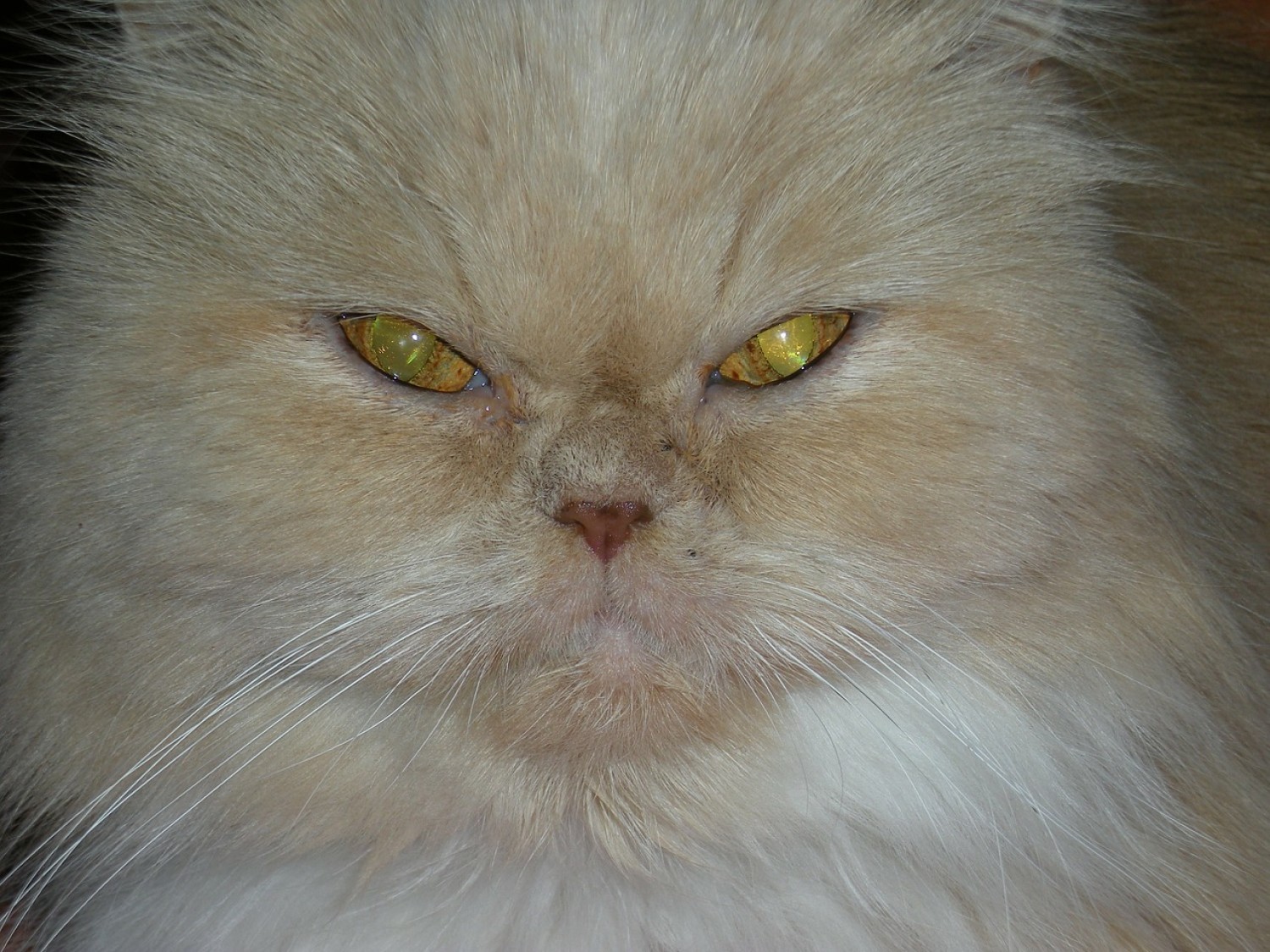 koty