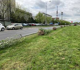 Blisko 80 nowych drzew pojawi się wzdłuż poznańskiej ulicy. Nasadzenia już trwają