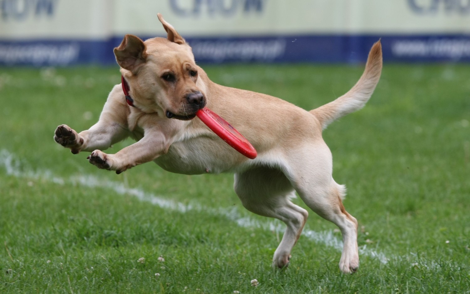 Dog Chow Disc Cup