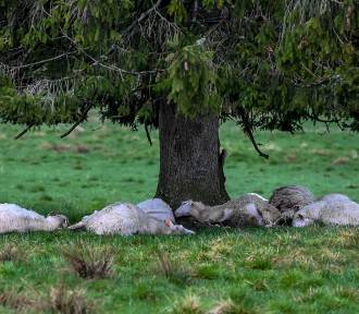 Piorun zabił 11 owiec na Siwej Polanie. Juhas chwilę wcześniej odszedł od stada