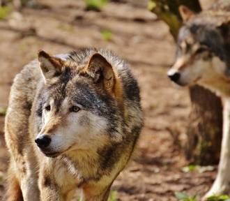 Jest zgoda na płoszenie wilków w Jarosławiu