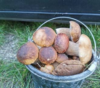 Zdjęcia koszy grzybów od łódzkich grzybiarzy! Jak jest w tym roku?