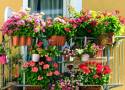 Kwiaty na balkon i taras. Kwiaty doniczkowe: petunie, pelargonia, bakopa, surfinie, złocień, oleander 10.05.2024