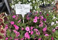 Lato Kwiatów w Otmuchowie. Sprawdziliśmy, ile kosztują kwiaty. Ceny zaskakują!