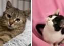 Wyjątkowe koty do adopcji w Śląskiem - zobacz ZDJĘCIA. Te kociaki czekają na kochający dom