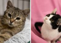 Cudowne koty do adopcji w woj. śląskim. Światowy Dzień Bezdomnych Zwierząt 2024