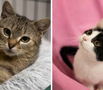 Cudowne koty do adopcji w woj. śląskim. Światowy Dzień Bezdomnych Zwierząt 2024