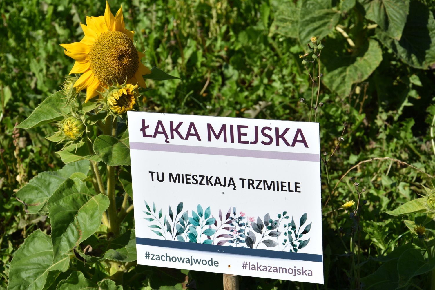 Zamość: miejskie łąki kwietne