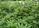 Coraz więcej przypadków hodowli marihuany w regionie. Rekordzista zgromadził 13,3 kg suszu