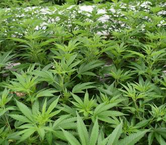 Coraz więcej przypadków hodowli marihuany w regionie. Rekordzista zgromadził 13,3 kg 