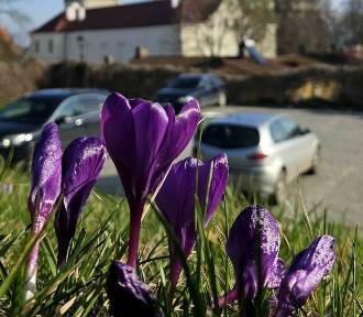 Wiosna zawitała do Sandomierza! Kolorowe krokusy już zdobią miasto [ZDJĘCIA]