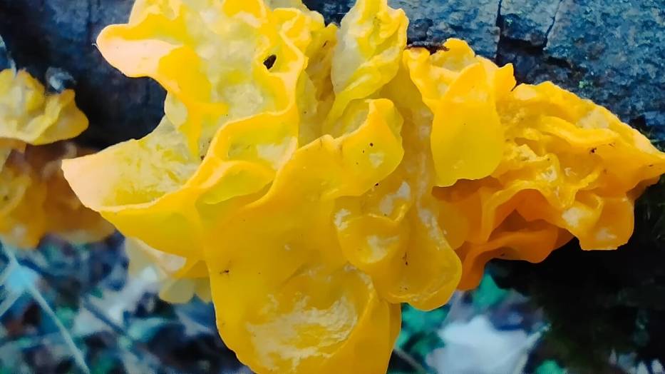 Cytrynowe galaretki w Karkonoszach to grzyby Trzęsaki pomarańczowo żółte