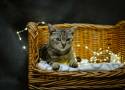 Światowy Dzień Kota - z okazji święta podaruj dom kotu ze schroniska. W Radomiu czekają urocze kociaki. Zobacz zdjęcia