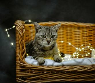 Światowy Dzień Kota - daj dom kotu ze schroniska. Czekają urocze kociaki [ZDJĘCIA]