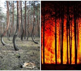 Spłonął Krzywy Las. Pożar strawił 80 hektarów w nadleśnictwie Pieńsk