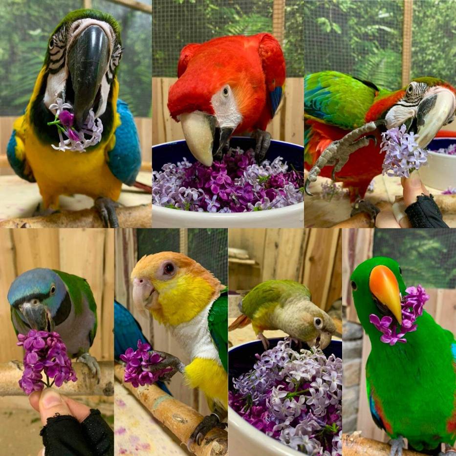 Kolorowe papugi z Karpacza