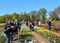 Setki odmian tulipanów i narcyzów do obejrzenia w Lisewie Malborskim