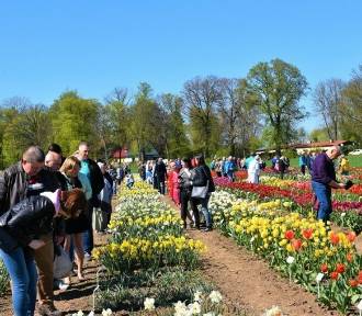 Setki odmian tulipanów i narcyzów do obejrzenia w Lisewie Malborskim
