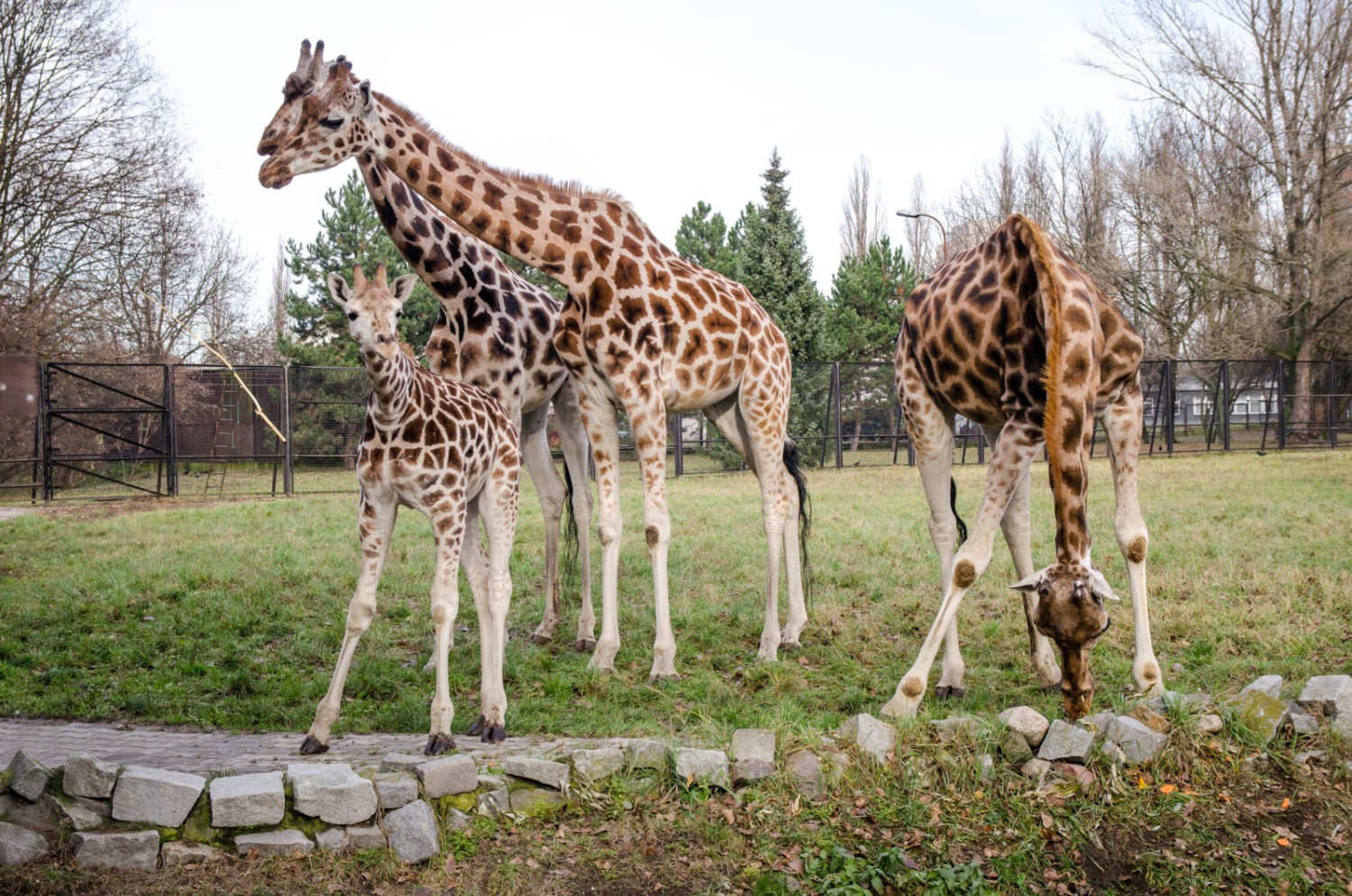 ZOO za darmo Warszawa. Pomóż zwierzętom przetrwać zimę i odbierz darmową wejściówkę
