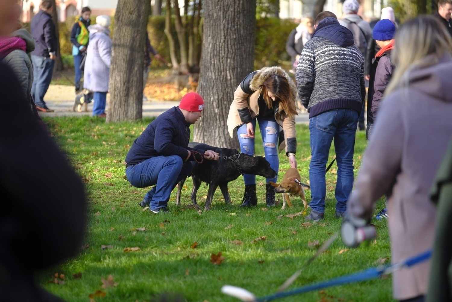 W Toruniu odbył się I Toruński Marsz Adopciaków