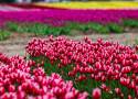 To teraz najpiękniejsze miejsce w Polsce! W Chrzypsku Wielkim w Wielkopolsce, na wielkiej plantacji zakwitły miliony tulipanów!