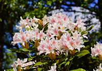 Co posadzić z rododendronami? Polecamy krzewy, kwiaty i trawy