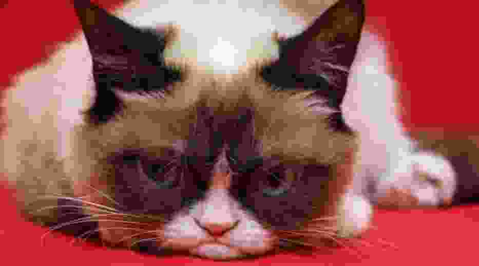 Grumpy Cat