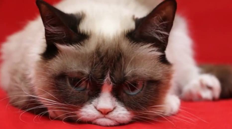 Grumpy Cat