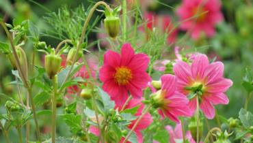 Kwiaty to dusza ogrodu. Nasze najpiękniejsze kwiaty z pól i ogrodów, zobacz i zachwyć się kolorem!