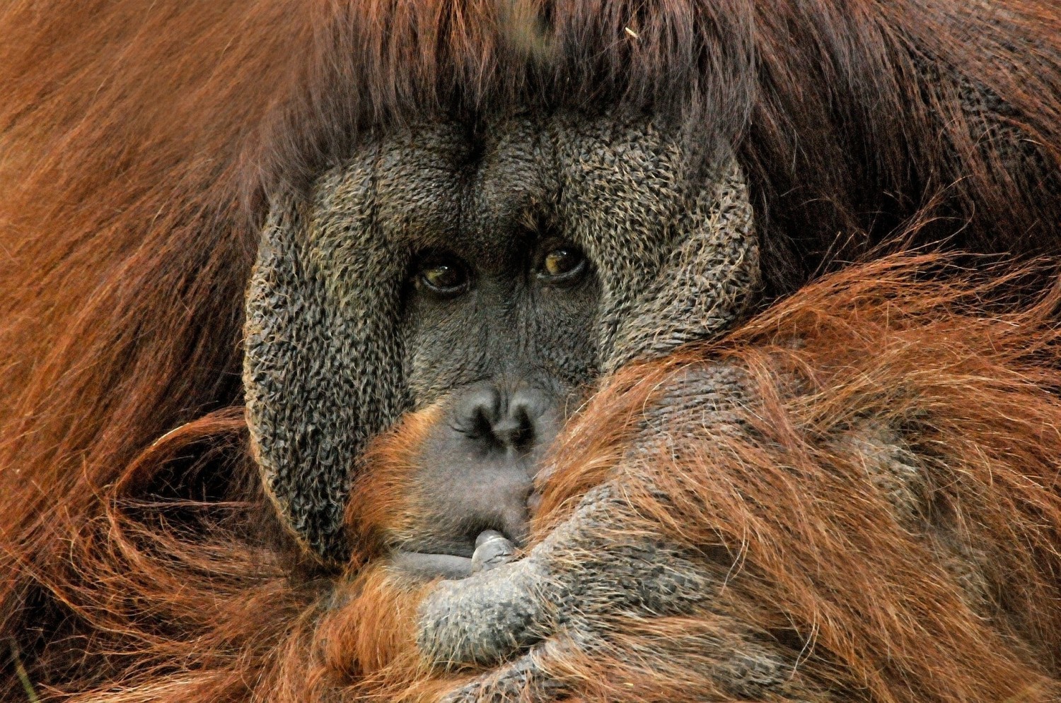 Orangutan Borneański
