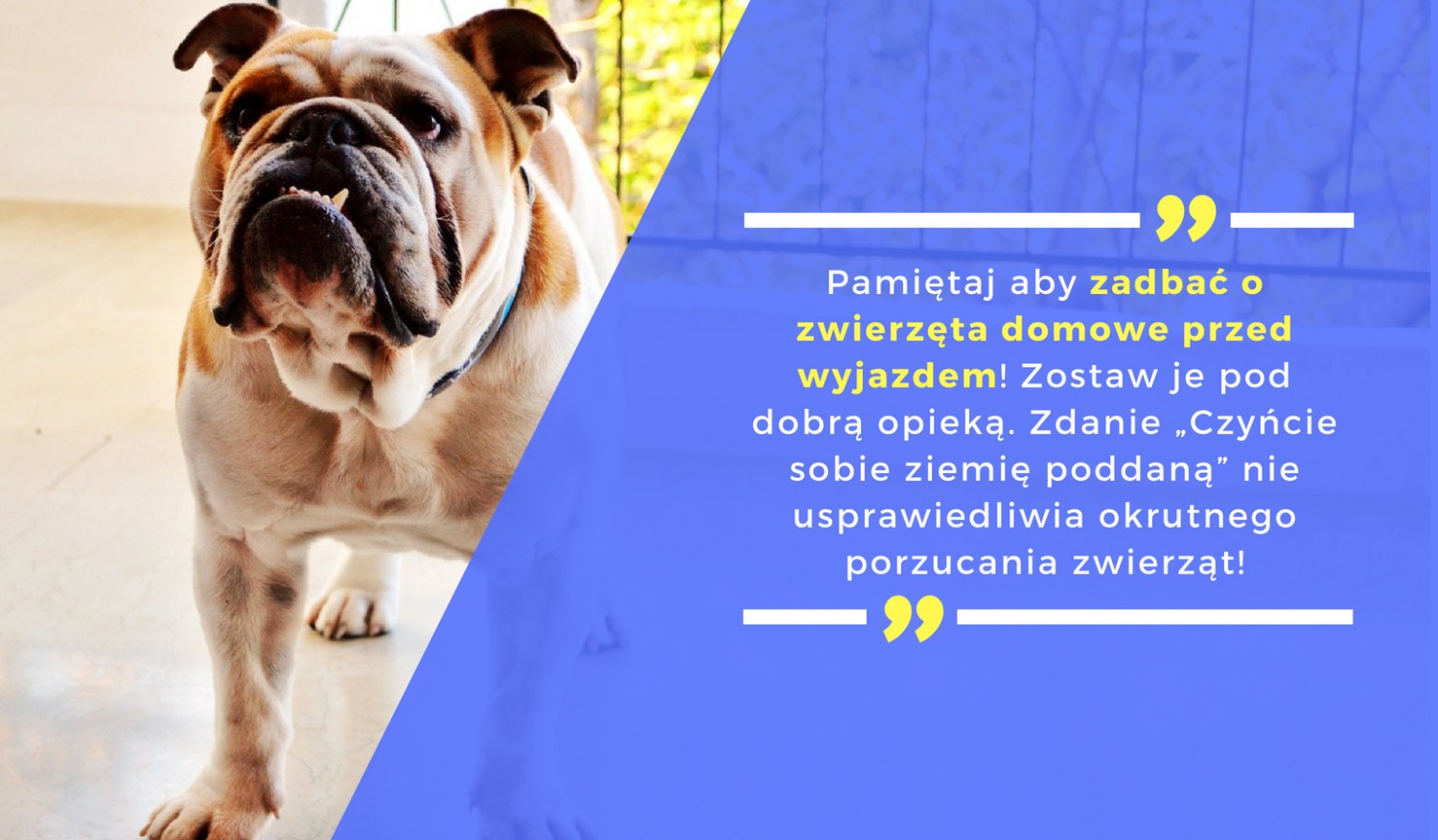 Pamiętaj aby zadbać o zwierzęta domowe przed wyjazdem! Zostaw je pod dobrą opieką