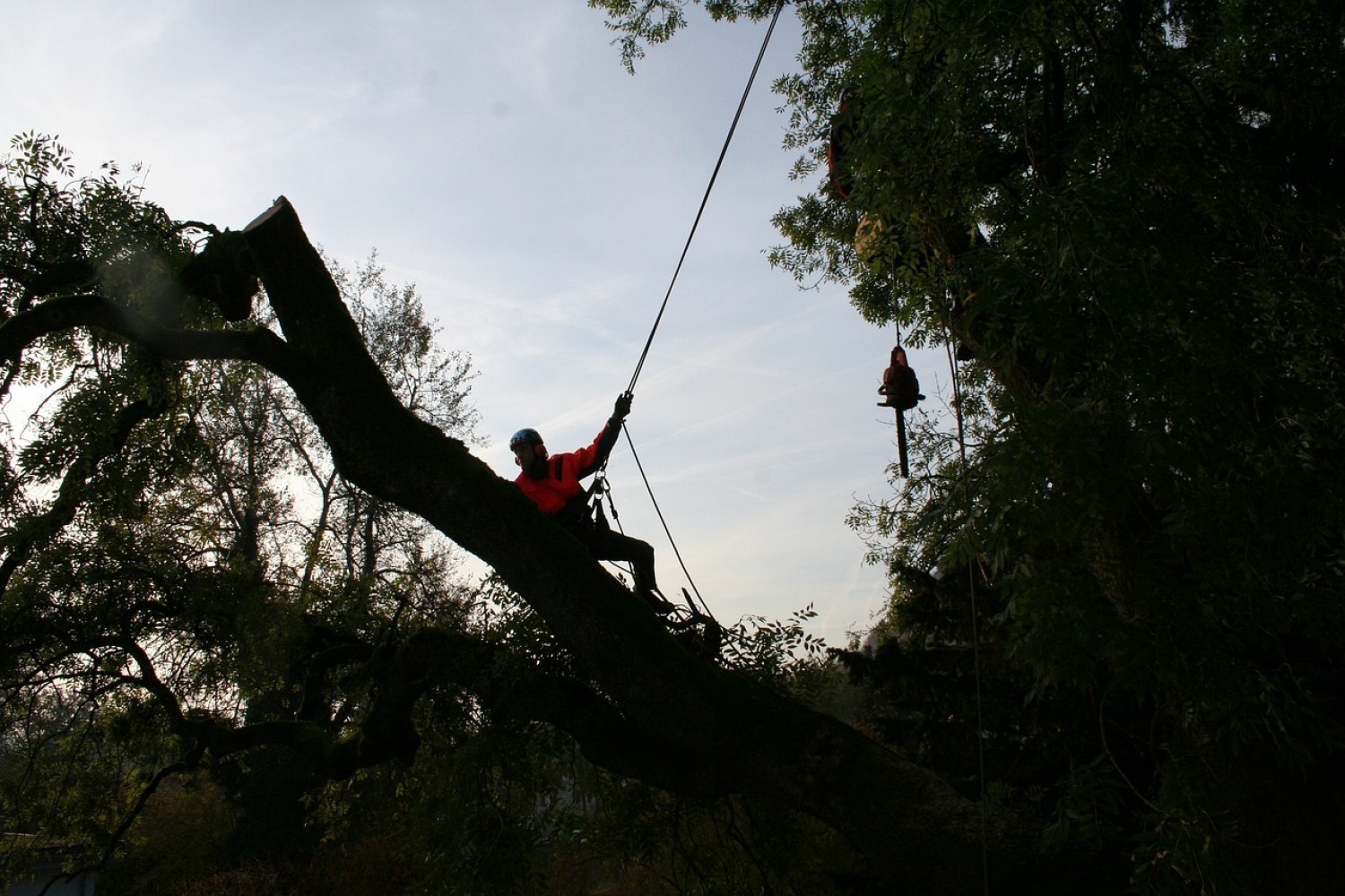 Arborysta