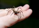 Jak rozpoznać ugryzienie pająka nie będąc lekarzem? Wszystko co musisz wiedzieć o domowych pająkach i alergii na ich jad