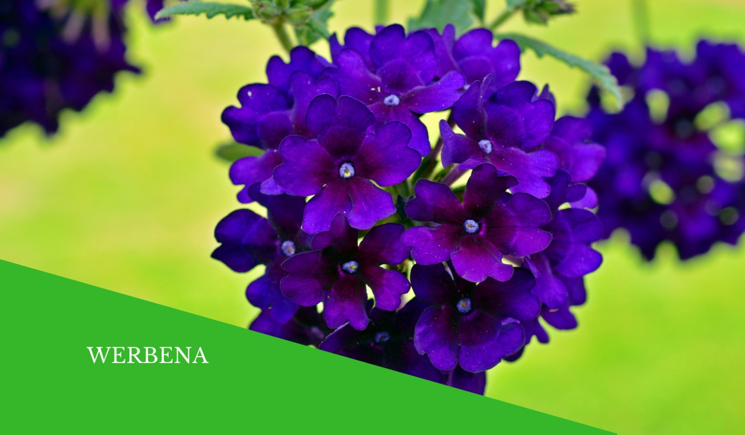 Werbena