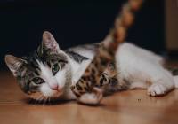 Koty Do Adopcji Legnica Naszemiasto Pl