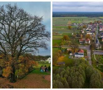 Dąb z Opolszczyzny rywalizuje o miano Drzewa Roku 2024