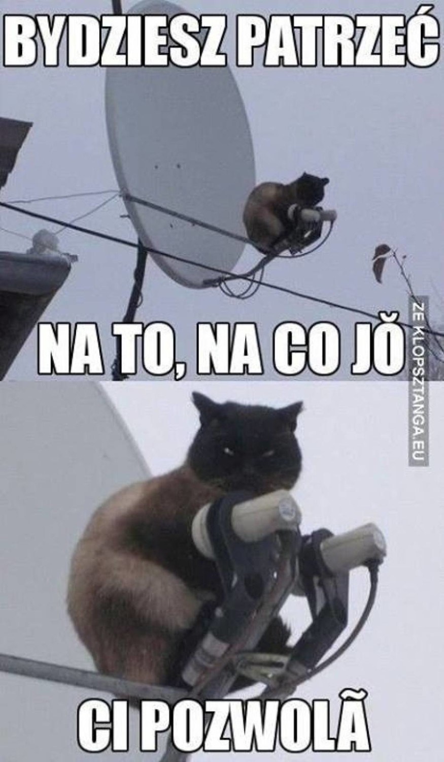 Beka ze Śląska