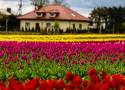Plantacja tulipanów w Chrzypsku Wielkim. To nie Holandia, to Wielkopolska! Kwitną tam miliony tulipanów. Zobacz!