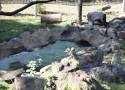 Rysie już niedługo w Chorzowie! W zoo otwarto nowe wybiegi dla rysi i rosomaków