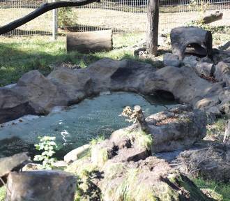 Rysie już niedługo w Chorzowie! W zoo otwarto nowe wybiegi dla rysi i rosomaków