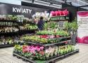 Uważaj, kupując rośliny w supermarkecie! Radzimy, co sprawdzić, żeby cieszyć się kwiatami długo po zakupie