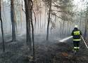 Wysokie zagrożenie pożarowe na Lubelszczyźnie. Spłonęło ponad 7 ha lasu. "Wszystko wskazuje na podpalenie"