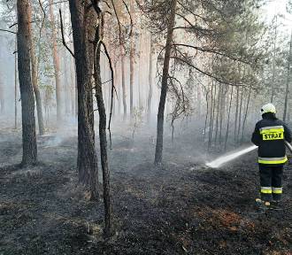 Wysokie zagrożenie pożarowe na Lubelszczyźnie. Spłonęło ponad 7 ha lasu