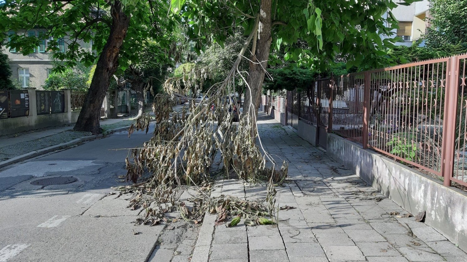 Gałąź zdążyła uschnąć, nim ktokolwiek z Miejskiego Zarządu Dróg zainteresował się sprawą