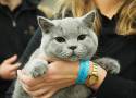 Najpiękniejsze koty rasowe. Te koty rasowe kochają Polacy! Oto najbardziej popularne rasy kotów w Polsce 2.07.2024